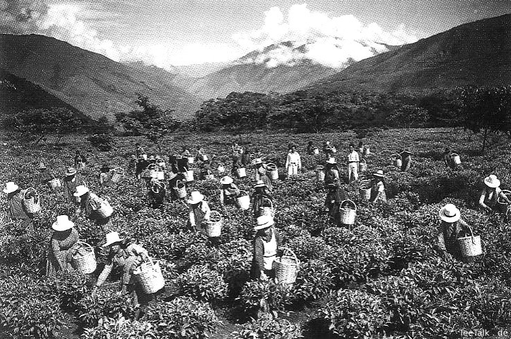 Tee-Ernte in Peru