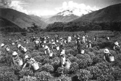 Tee-Ernte in Peru (1944)