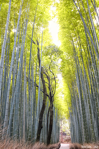 Bamboo grove, Arashiyama / Kyoto